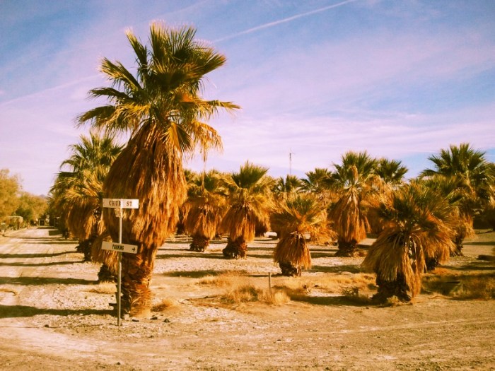 Field of Palms